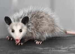 I have some new rules for any animals living under my house, and it includes paying for you own cable tv, and inviting me to any and all parties you host.