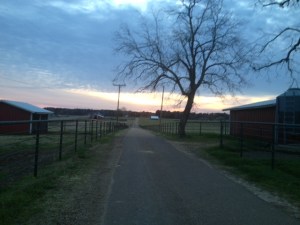 The Farm Road, my normal running place, can be very peaceful early in the morning.