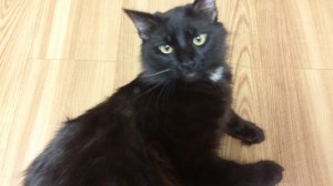 This cat is one evil dude!